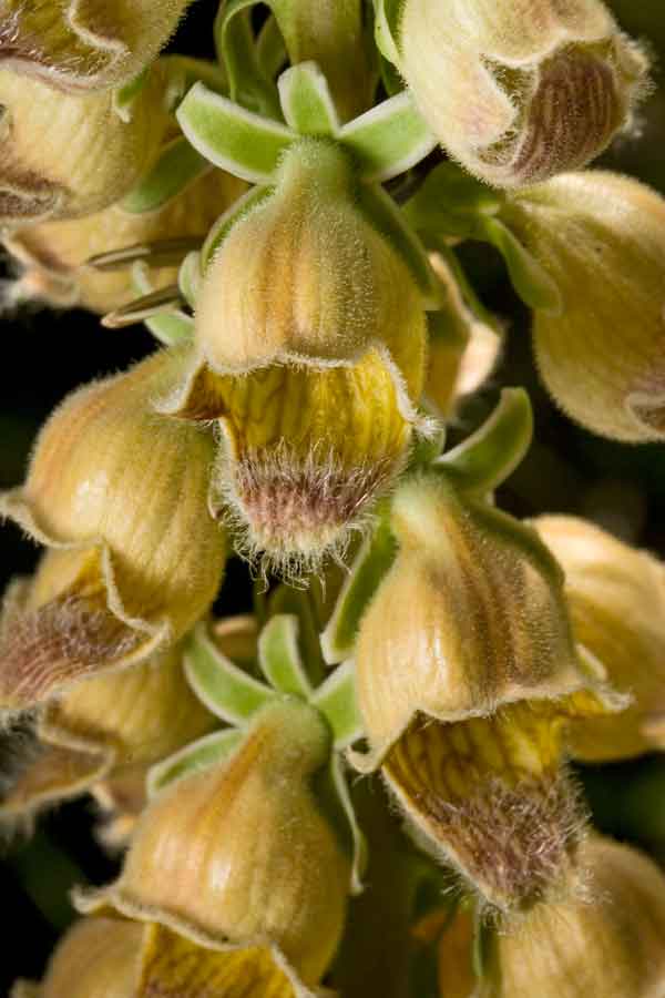 Digitalis ferruginea